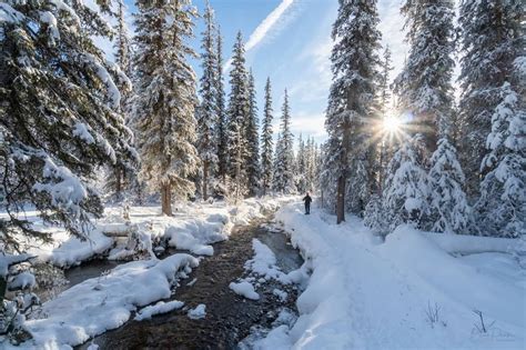 boreal forest.